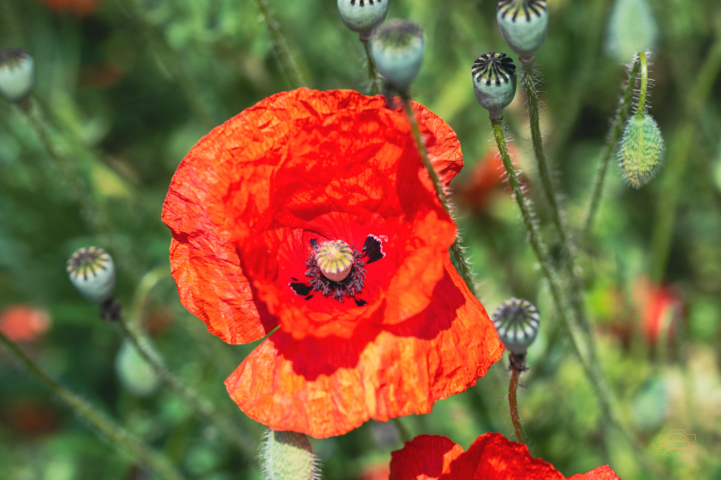 Poppy Reverie — Edition II