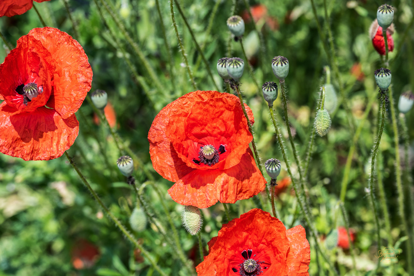 Poppy Reverie — Edition III