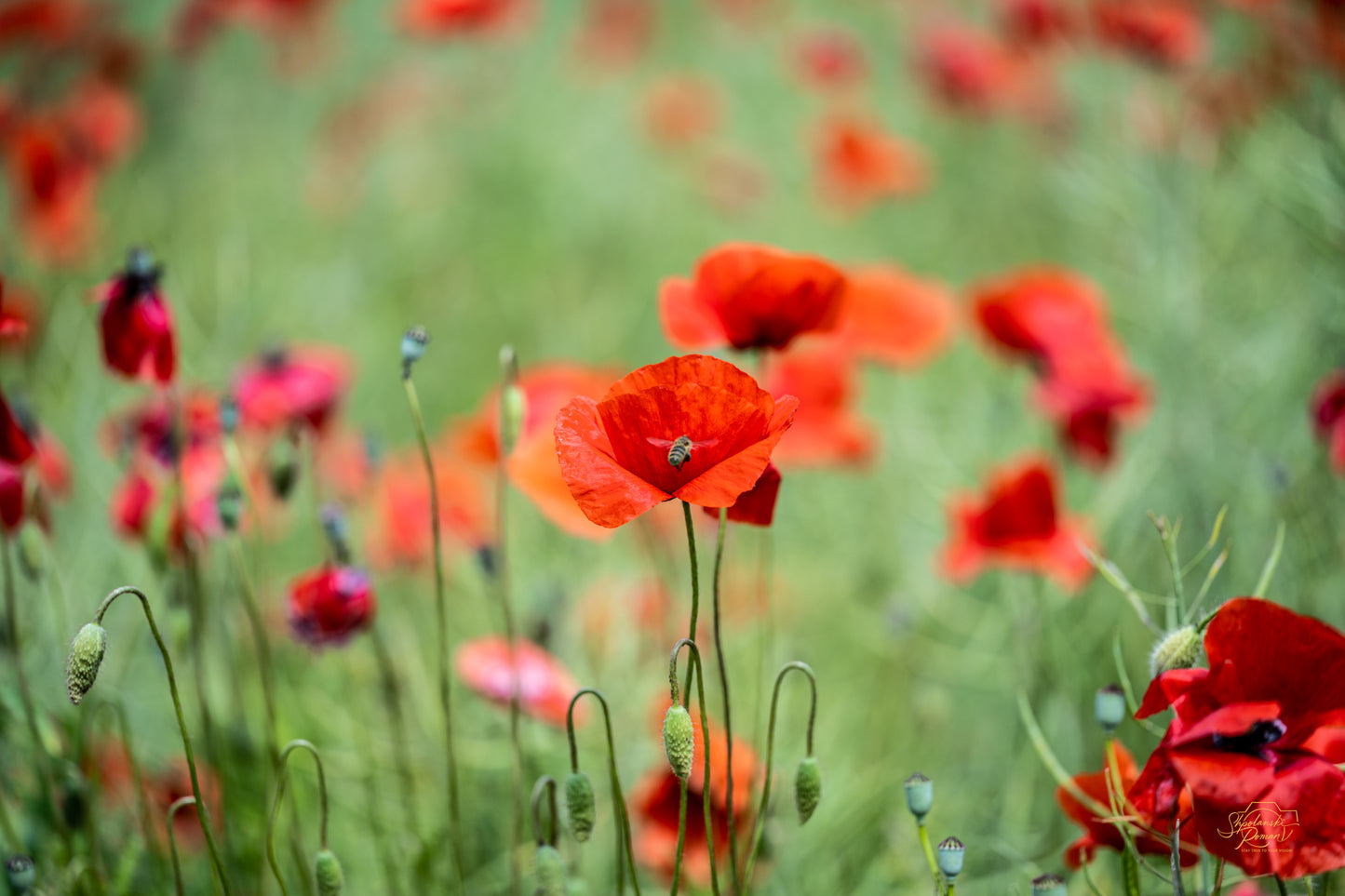 Summer Poppy Meadow