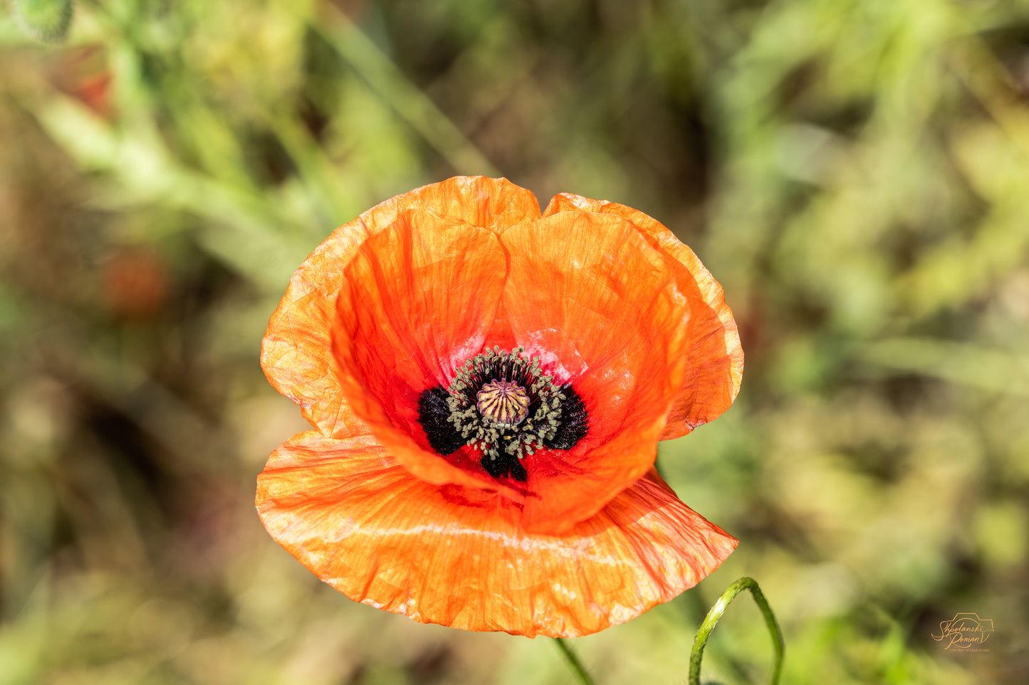 Poppy Reverie — Edition V