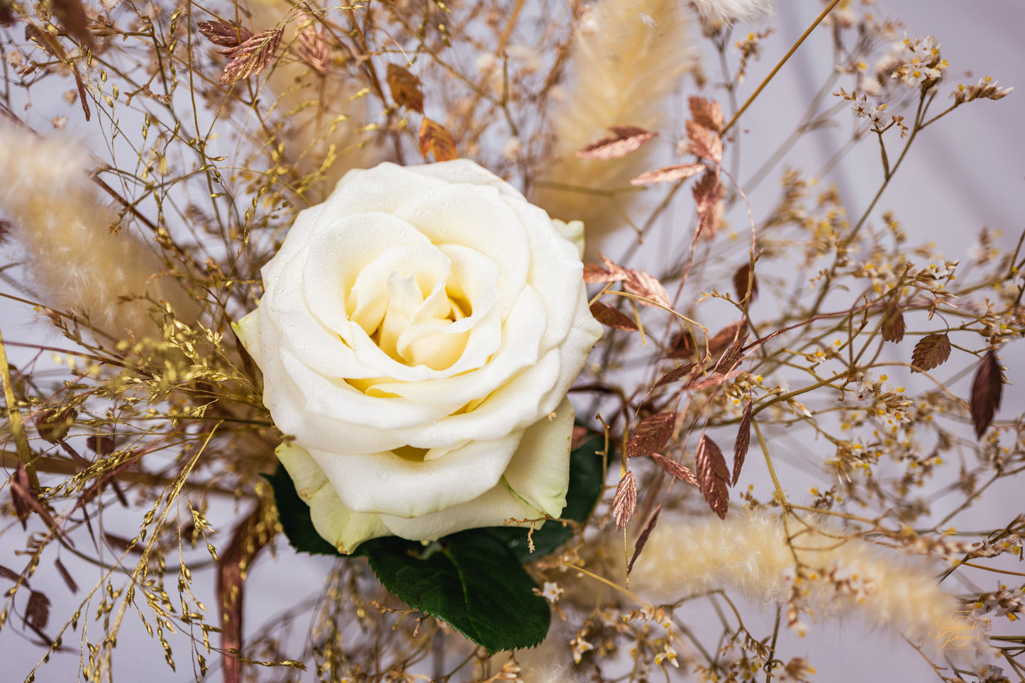 White Rose — Edition III