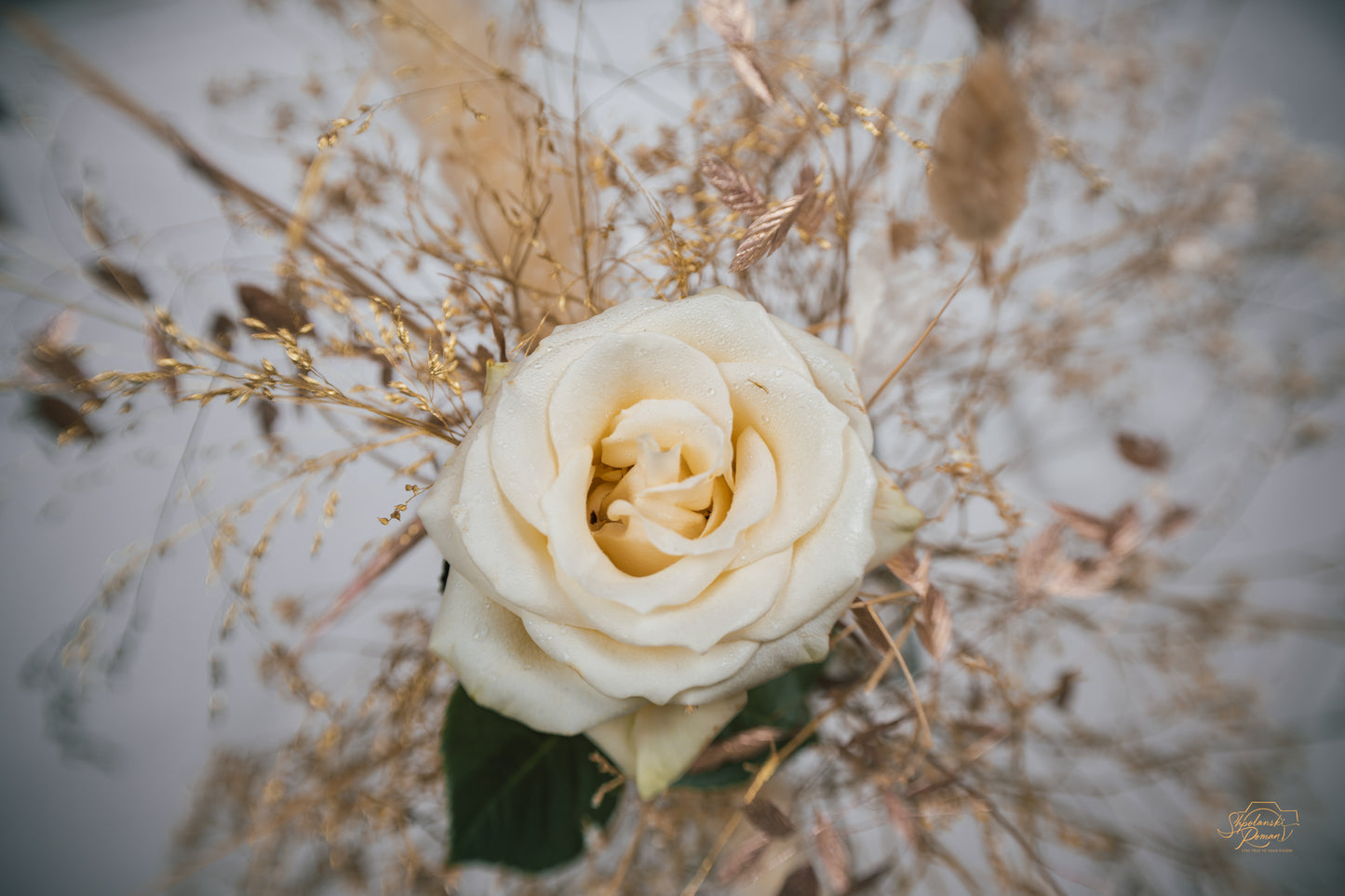 White Rose — Edition V