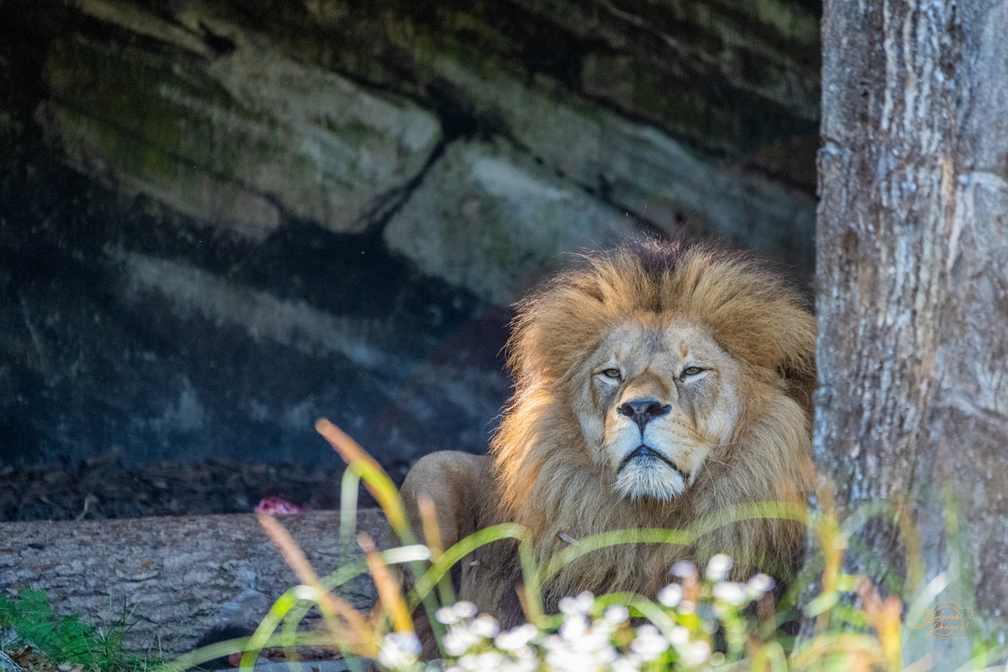 Close-up portrait of a lion