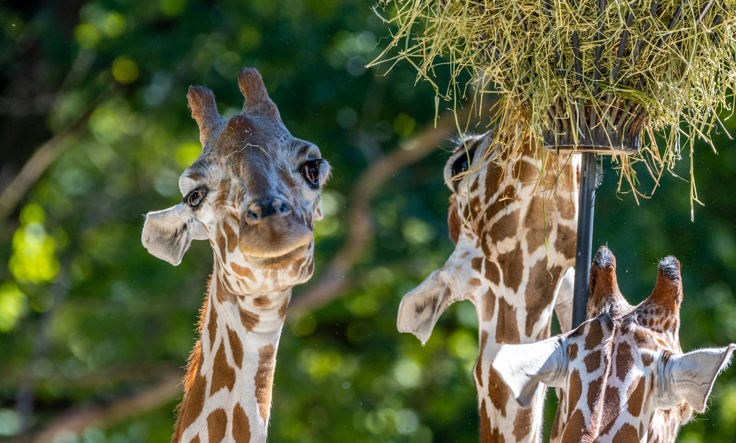 Two giraffes reaching for hay