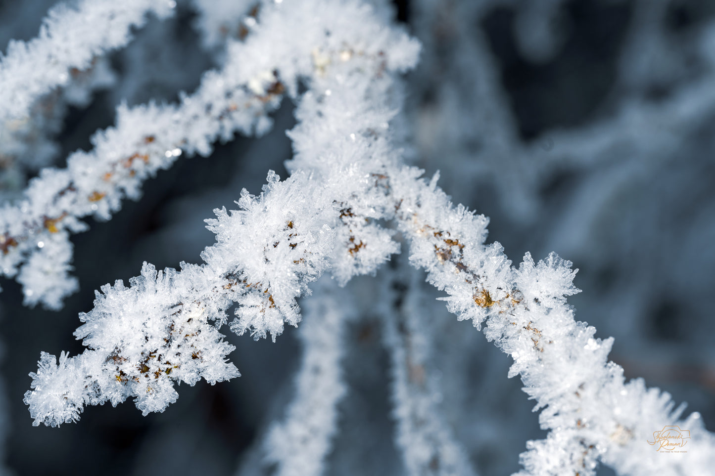 Hoarfrost II