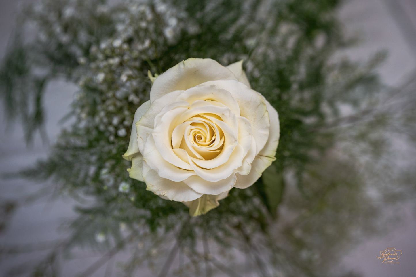 A white rose on a cool grey background
