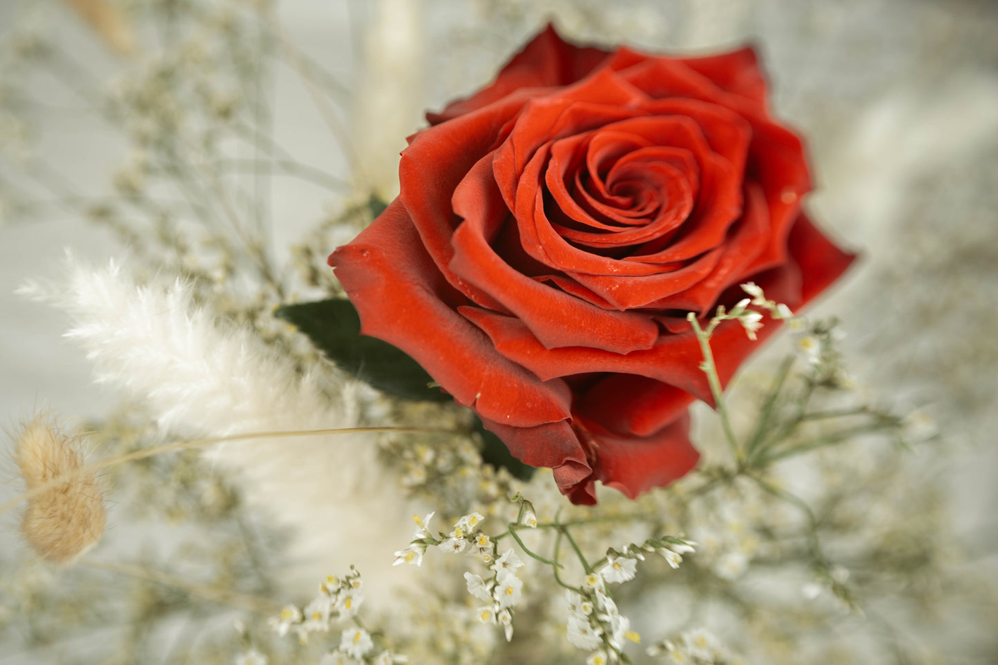 Elegant Red Rose with Baby's Breath. Digital poster.