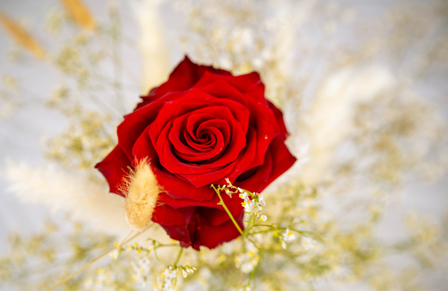 Elegant Red Rose with Baby's Breath. Digital picture.