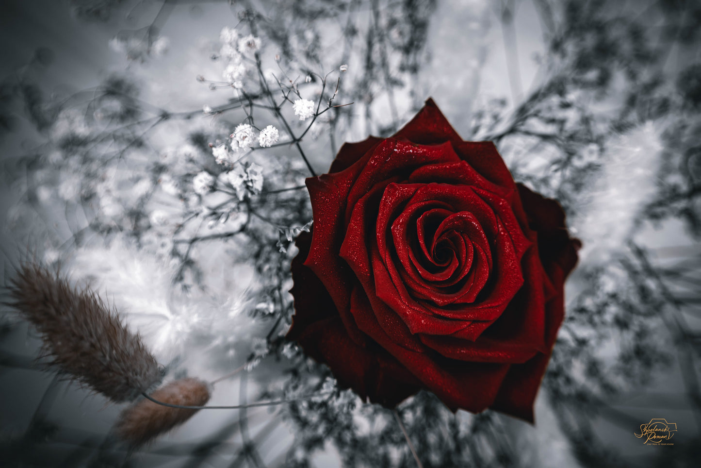 A red rose in a cloud of baby's breath