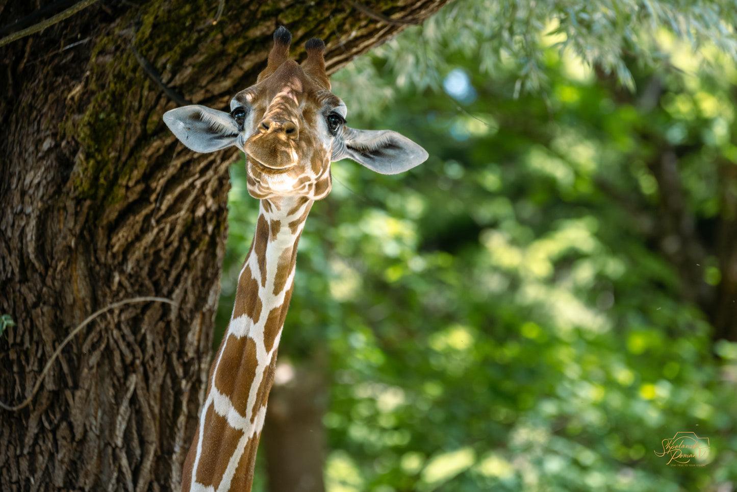A giraffe peering through green foliage