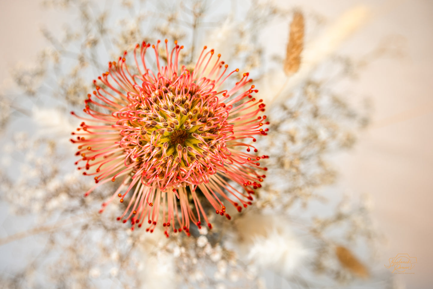 Pincushion Protea — Edition III