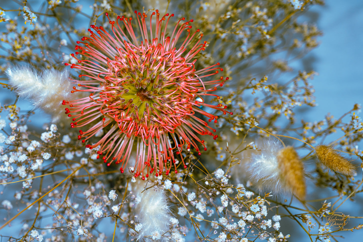 Pincushion Protea — Edition VI