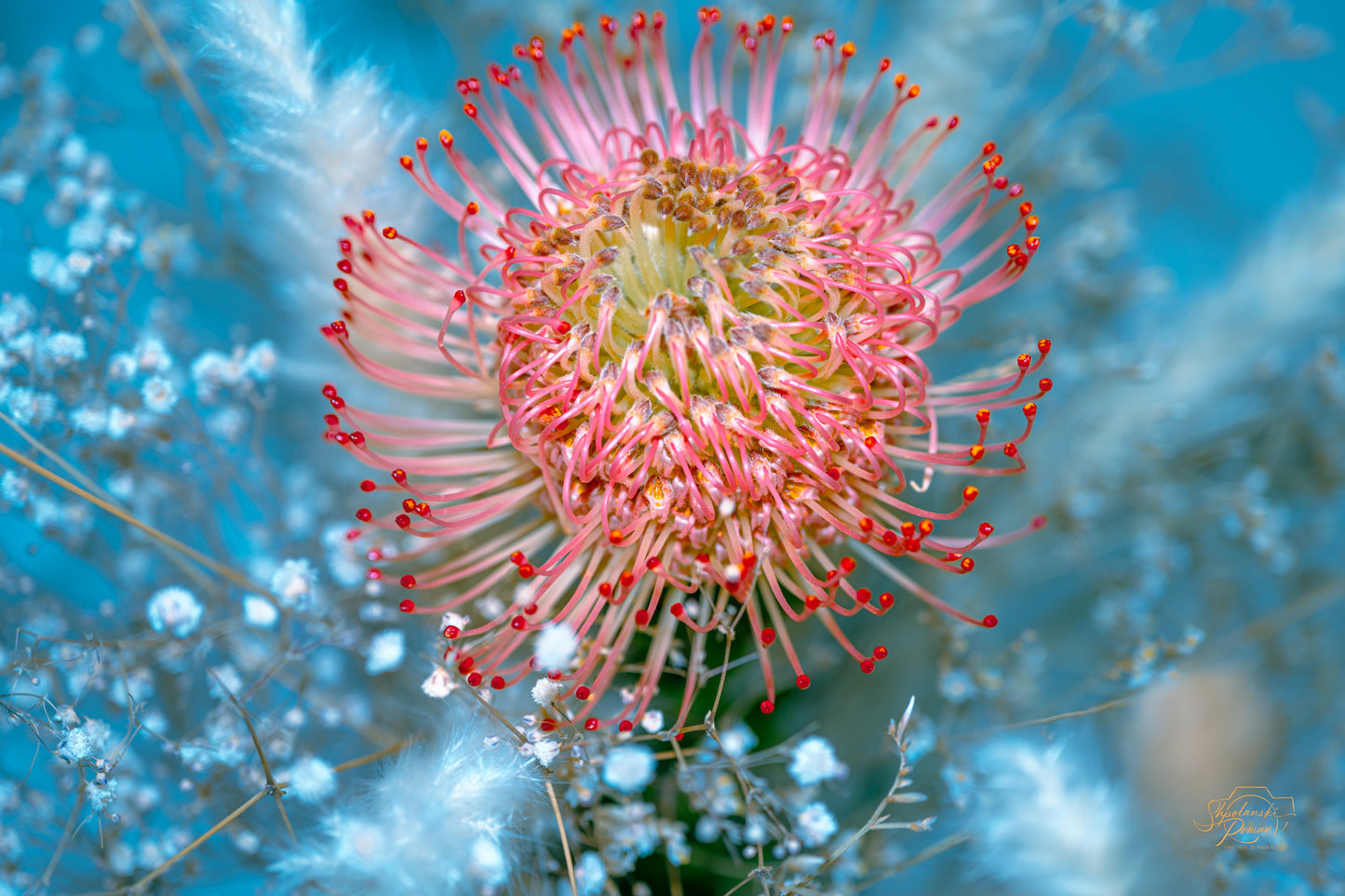 Pincushion Protea — Edition VIII