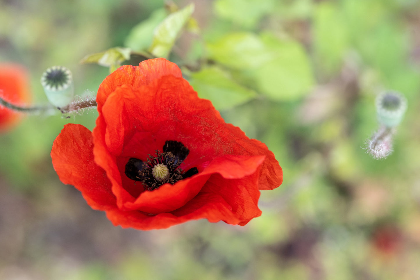 Open Poppy Flower on Blurred Green Grass. Digital poster.