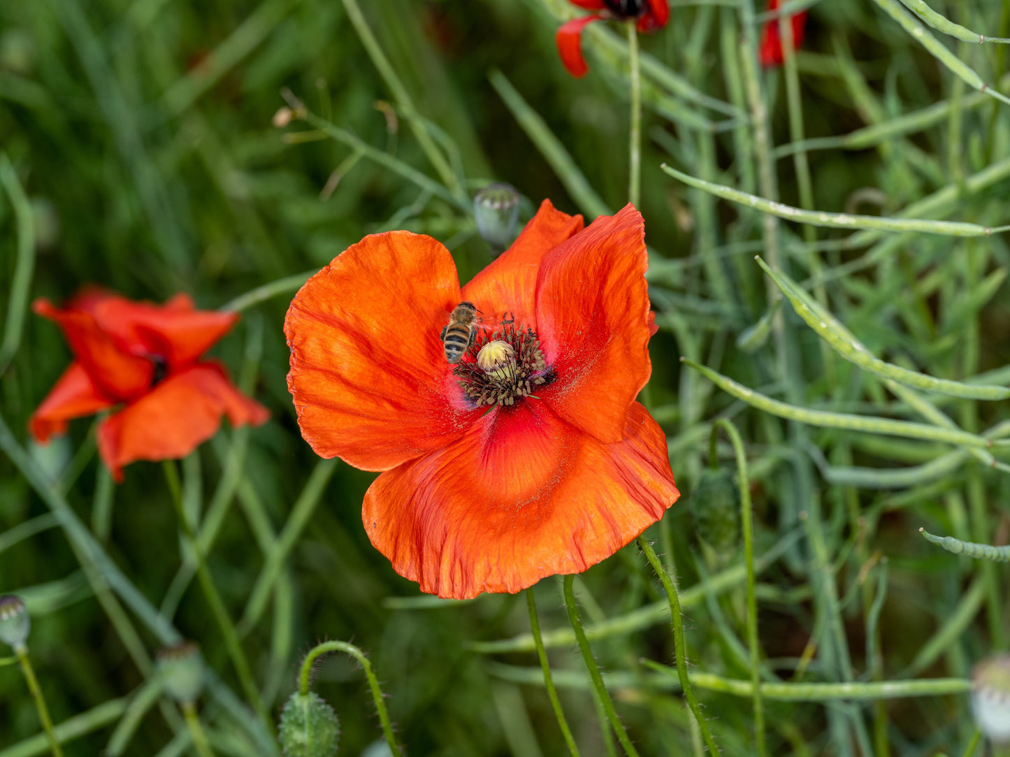 Beautiful Encounter: Vibrant Poppy and Playful Bee. Digital picture.