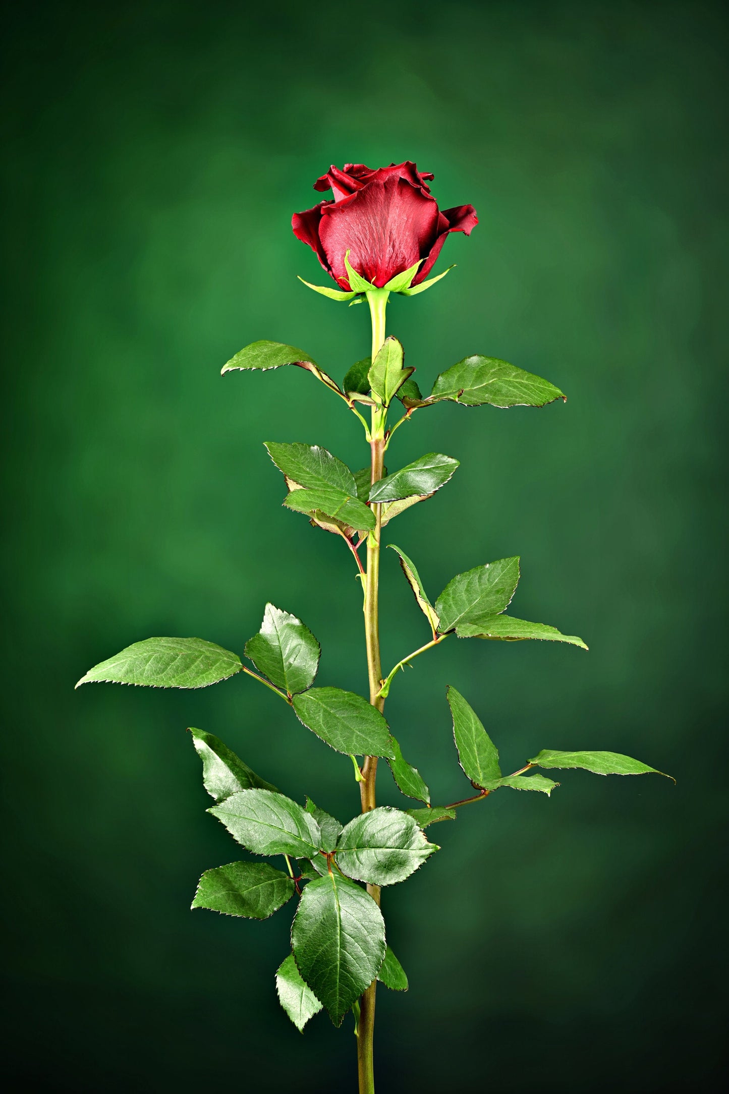 Graceful Beauty: Fresh Red Rose. Digital picture.