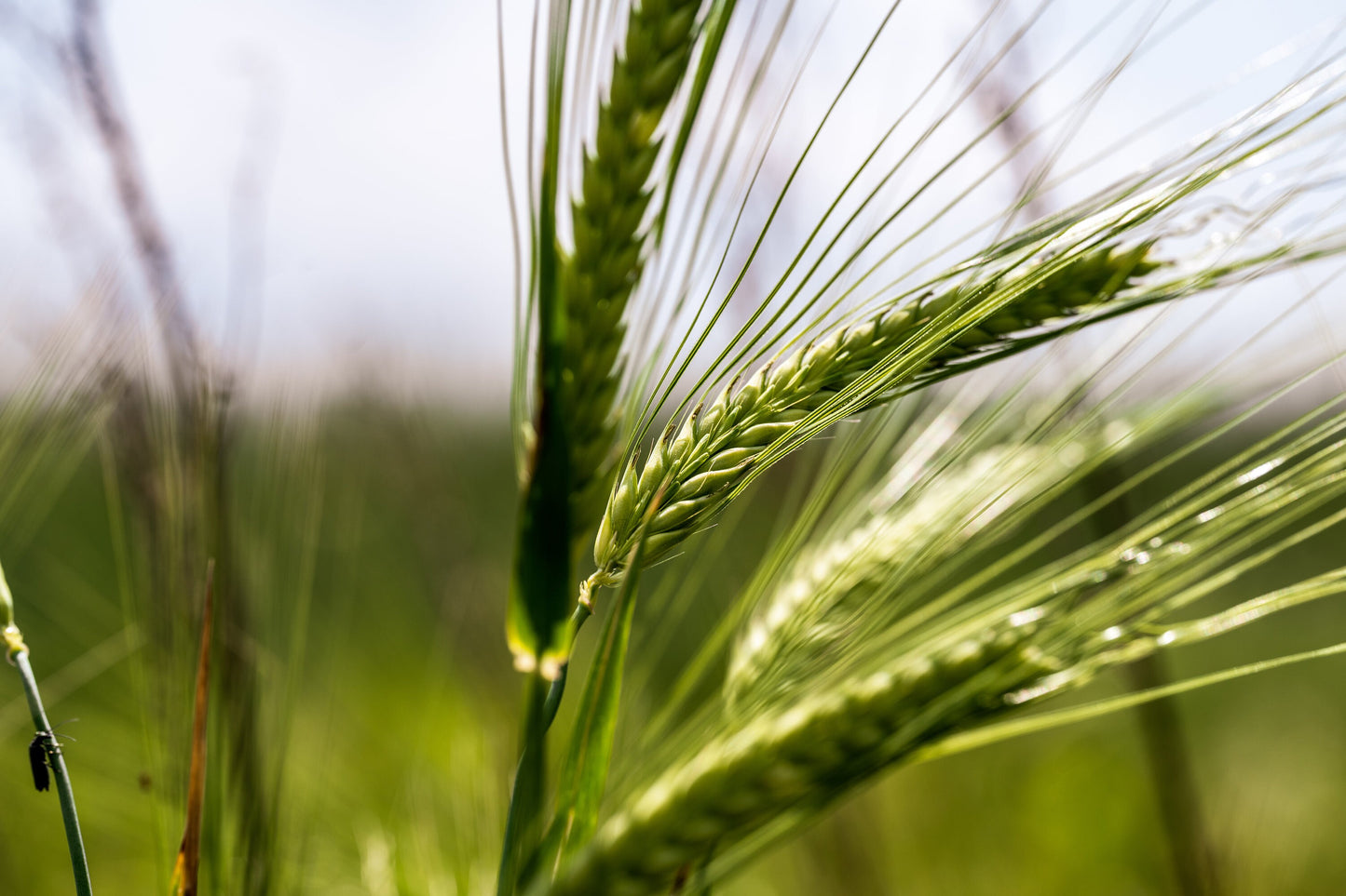 Emerging Green Wheat on Blue Sky Background. Digital poster.
