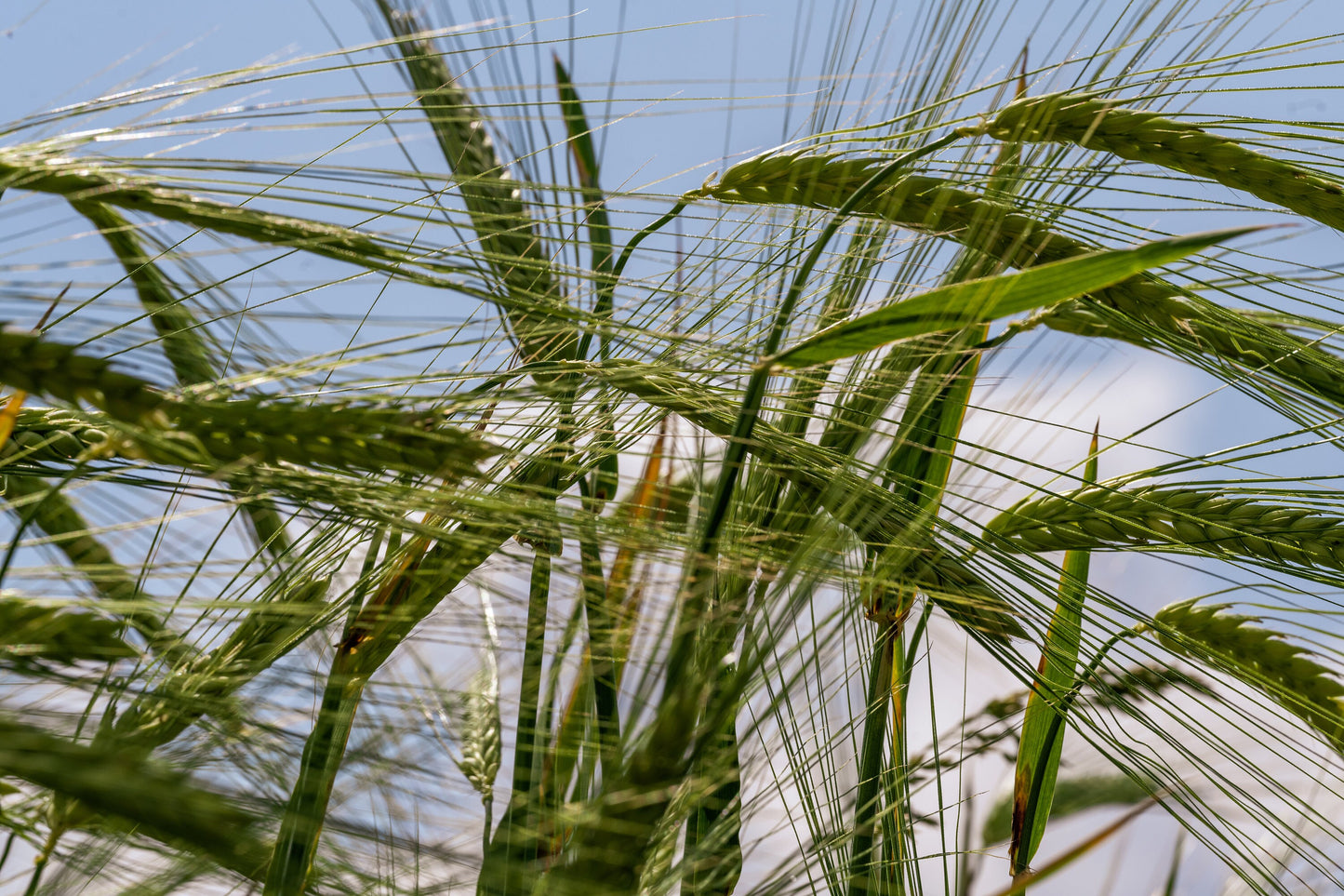 Emerging Green Wheat Fields against Blue Sky. Digital poster.