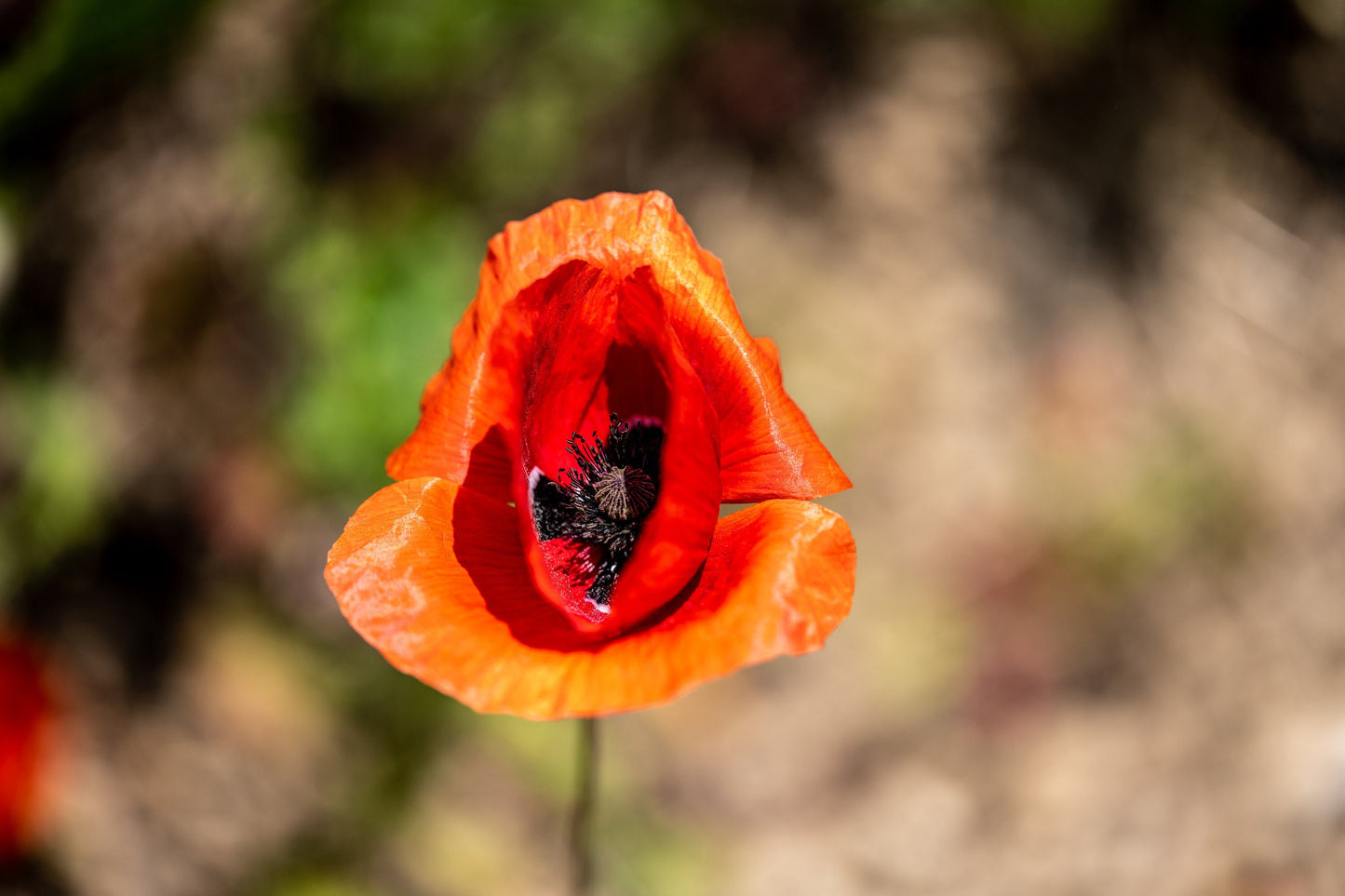Sun-Kissed Poppy: A Burst of Color in the Green Meadow. Digital poster.