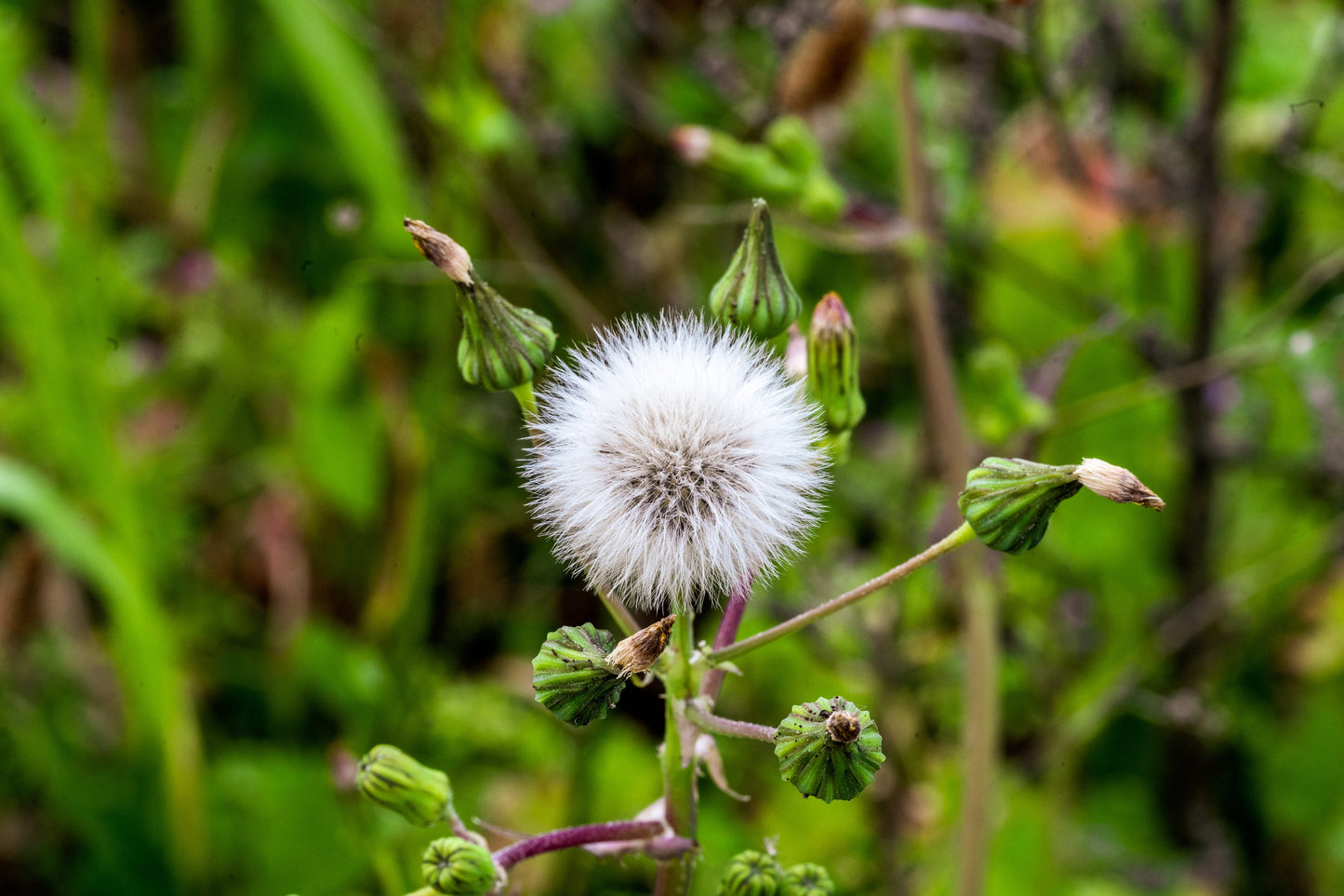 Exploring the Enchanted Forest: A Journey of Discovery. Digital picture.