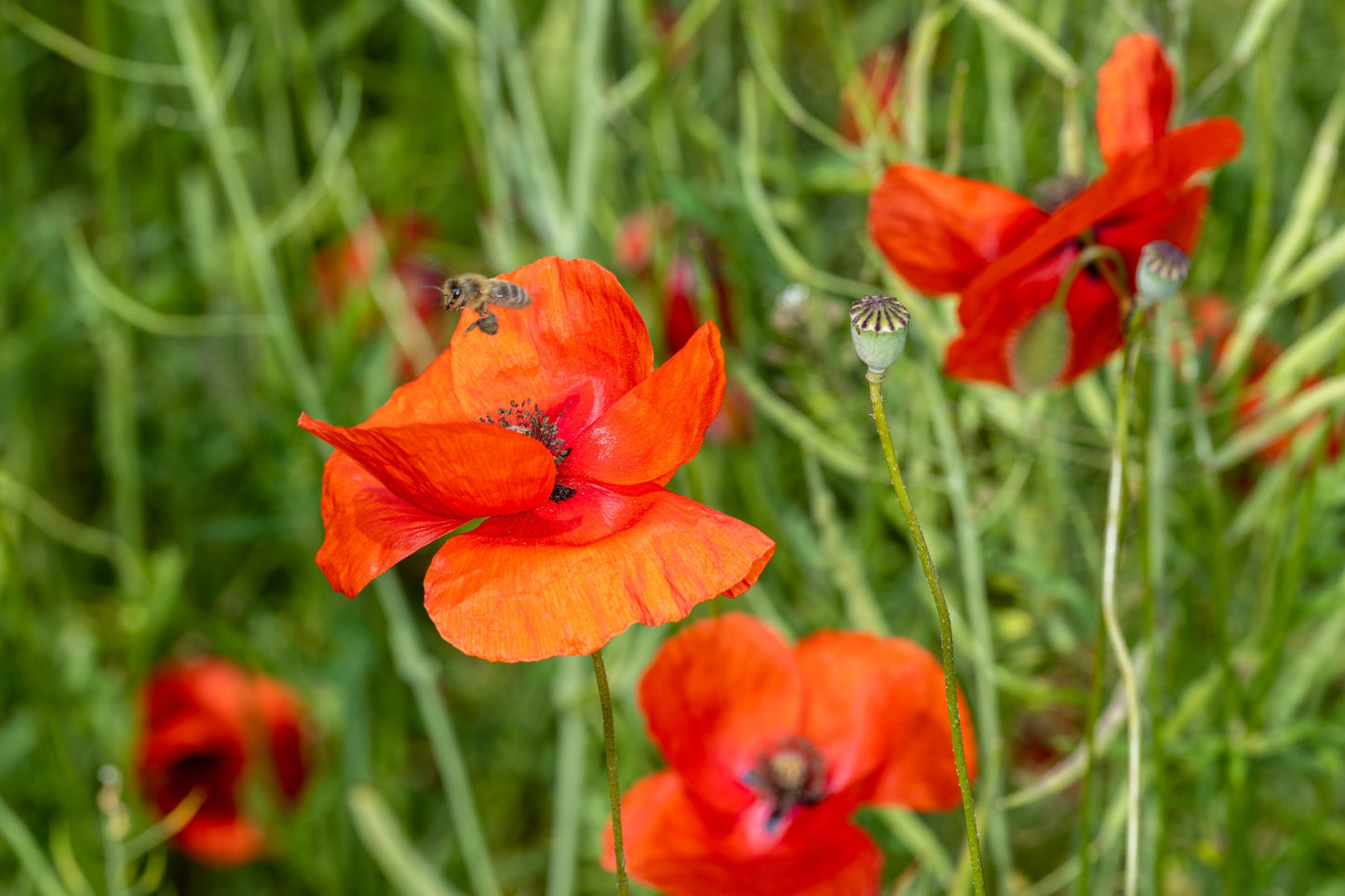 Joyful Dance: Poppy and Bee in a Lively Meadow. Digital poster.