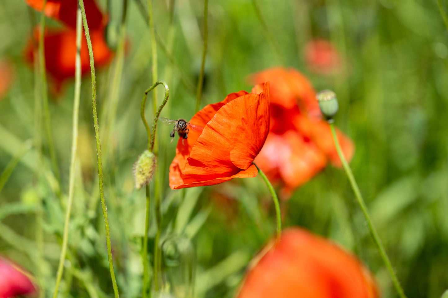 Nature's Harmony: Poppy Blossom and Friendly Bee. Digital poster.