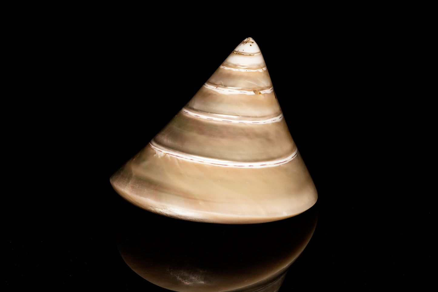 Enchanting Elegance: The Splendor of Trochus Niloticus!. Digital picture.