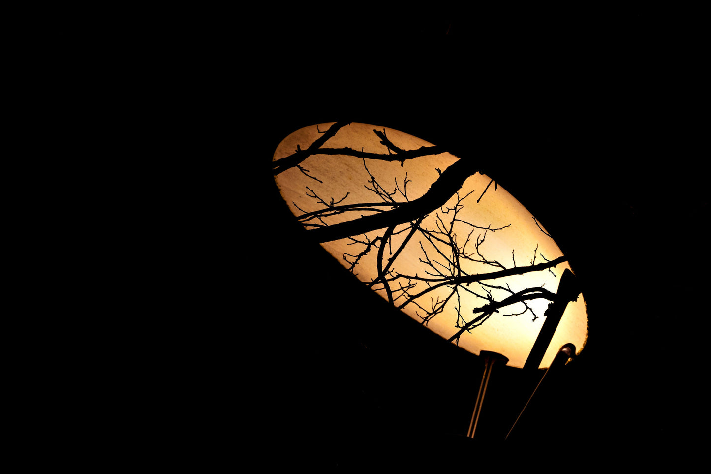Transparent Silhouettes: Lamp and Tree. Digital poster.
