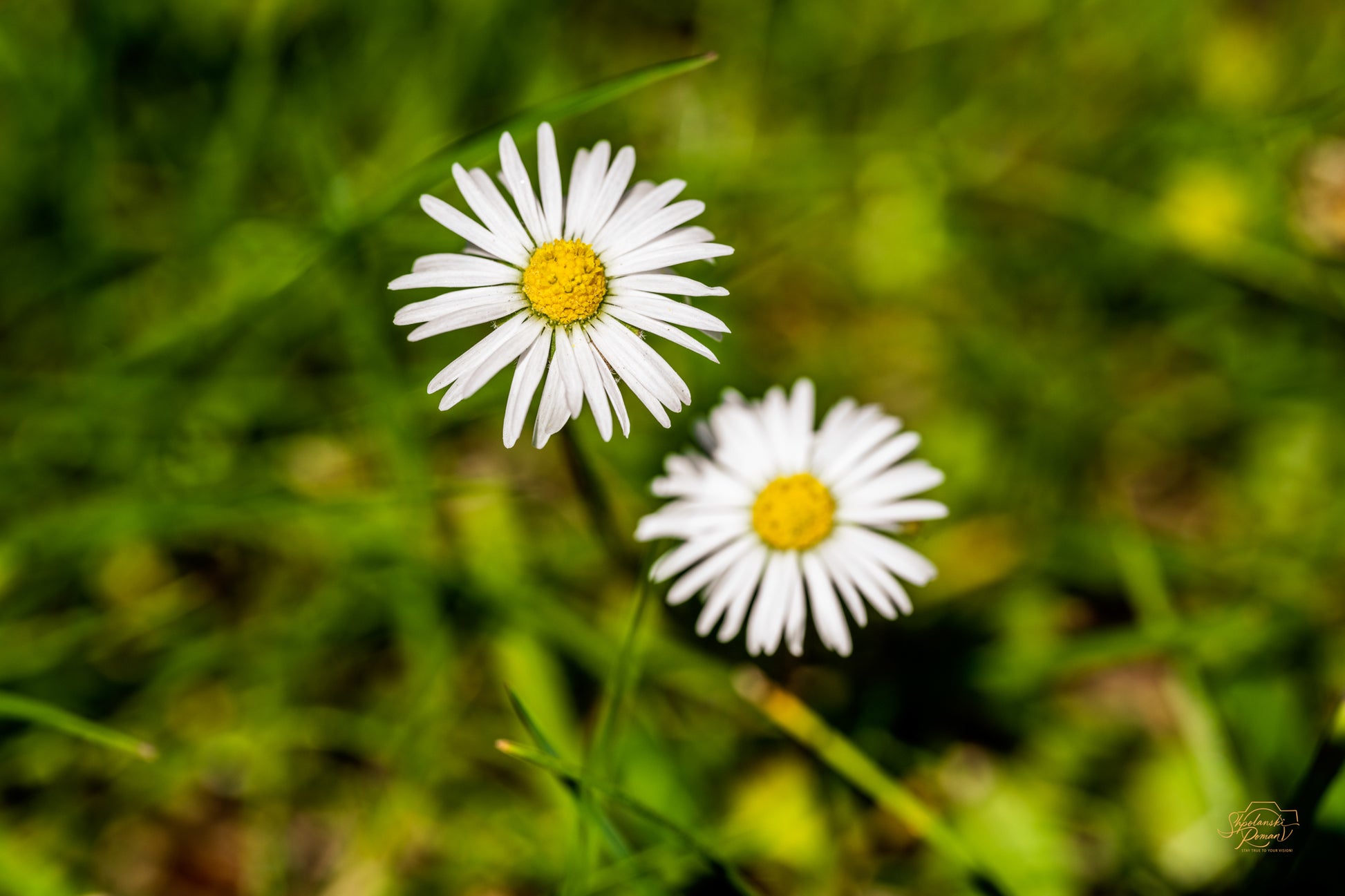 A single white daisy against a soft green background