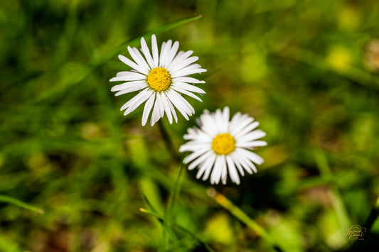 A single white daisy against a soft green background