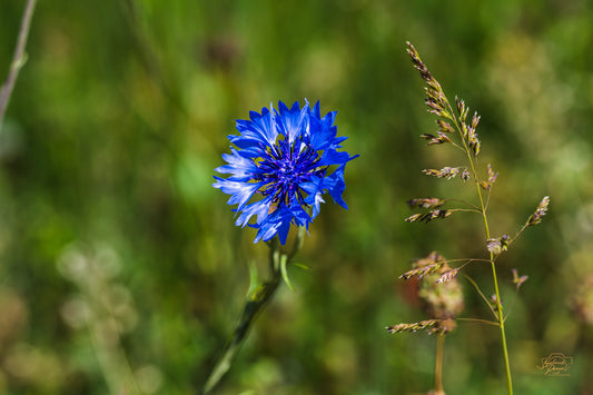 Cornflower Solitude