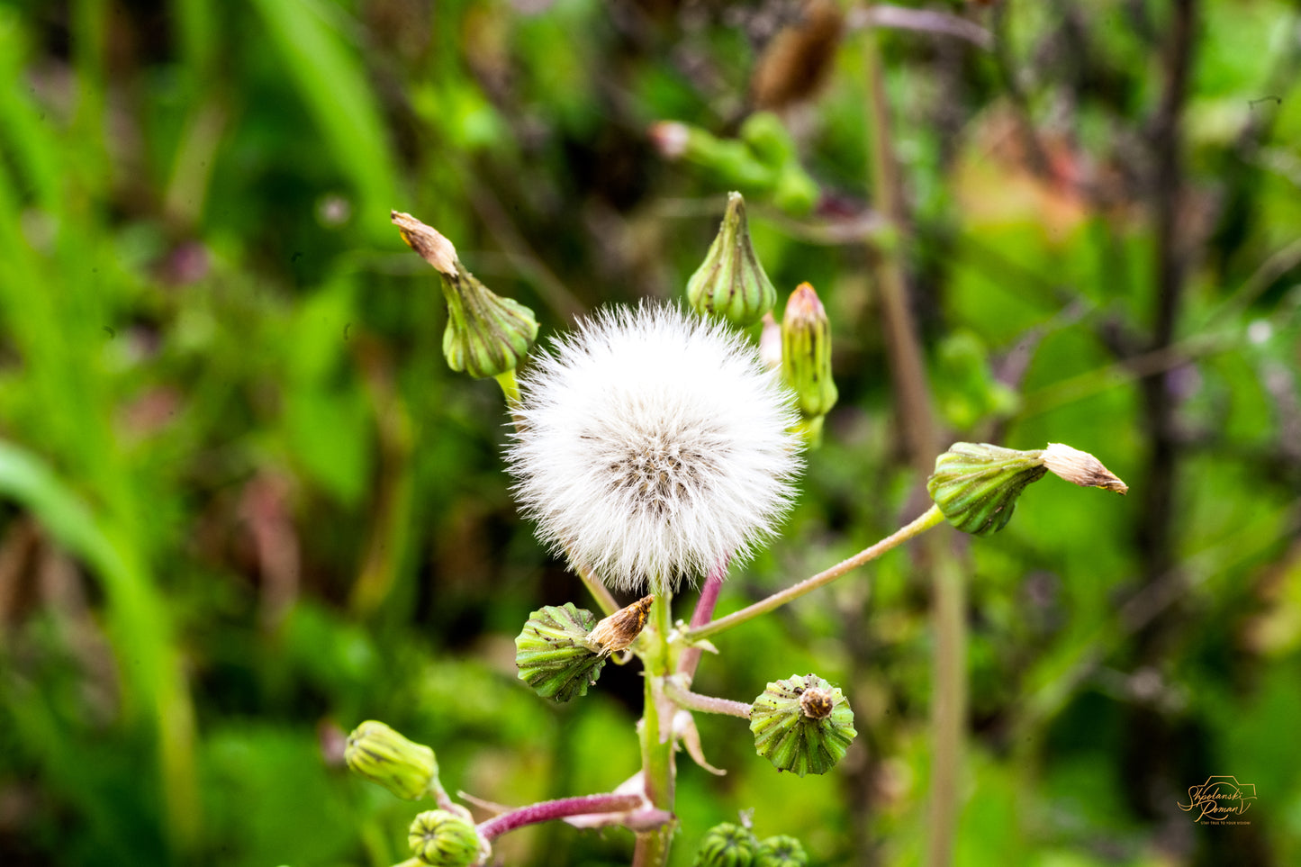 Make a Wish