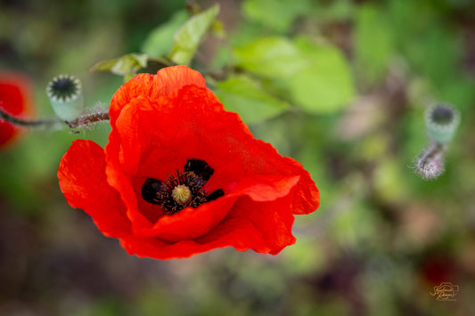 Poppy Reverie — Edition I