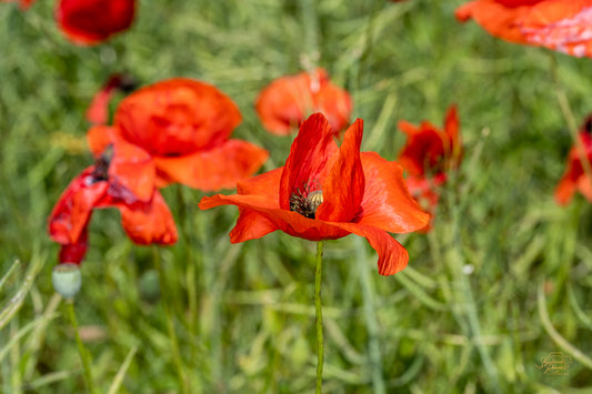 Poppy Field — Edition I