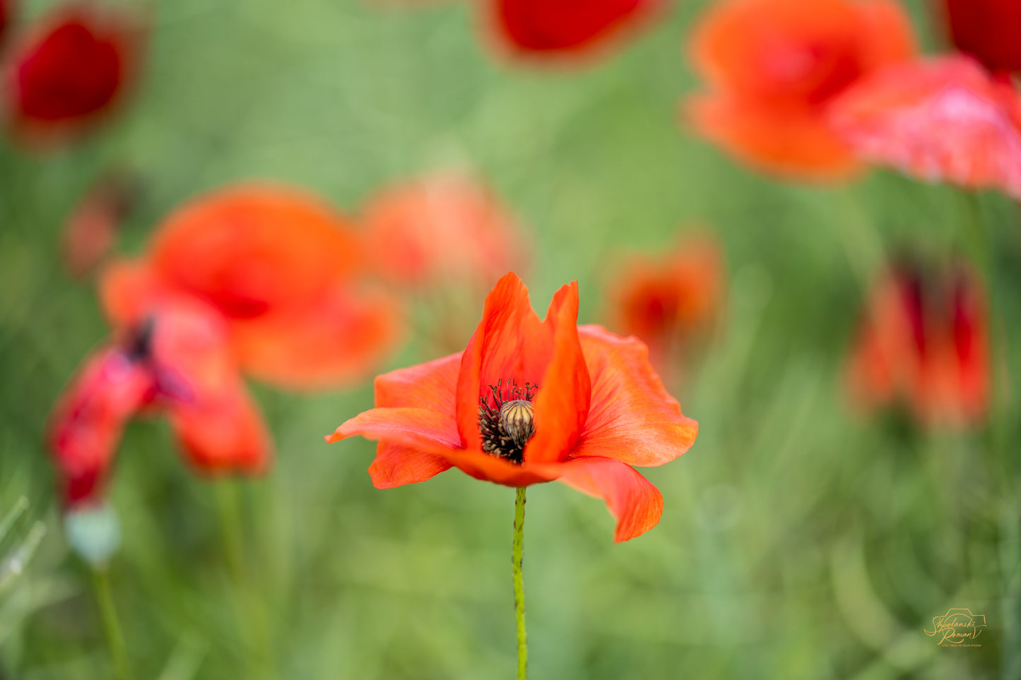 Poppy Field — Edition II