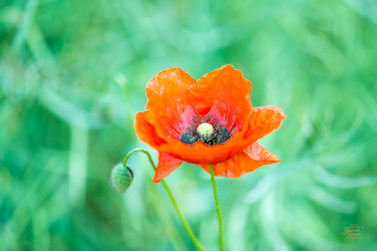 Solitary Bloom