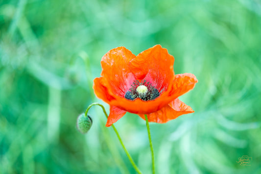 Solitary Bloom