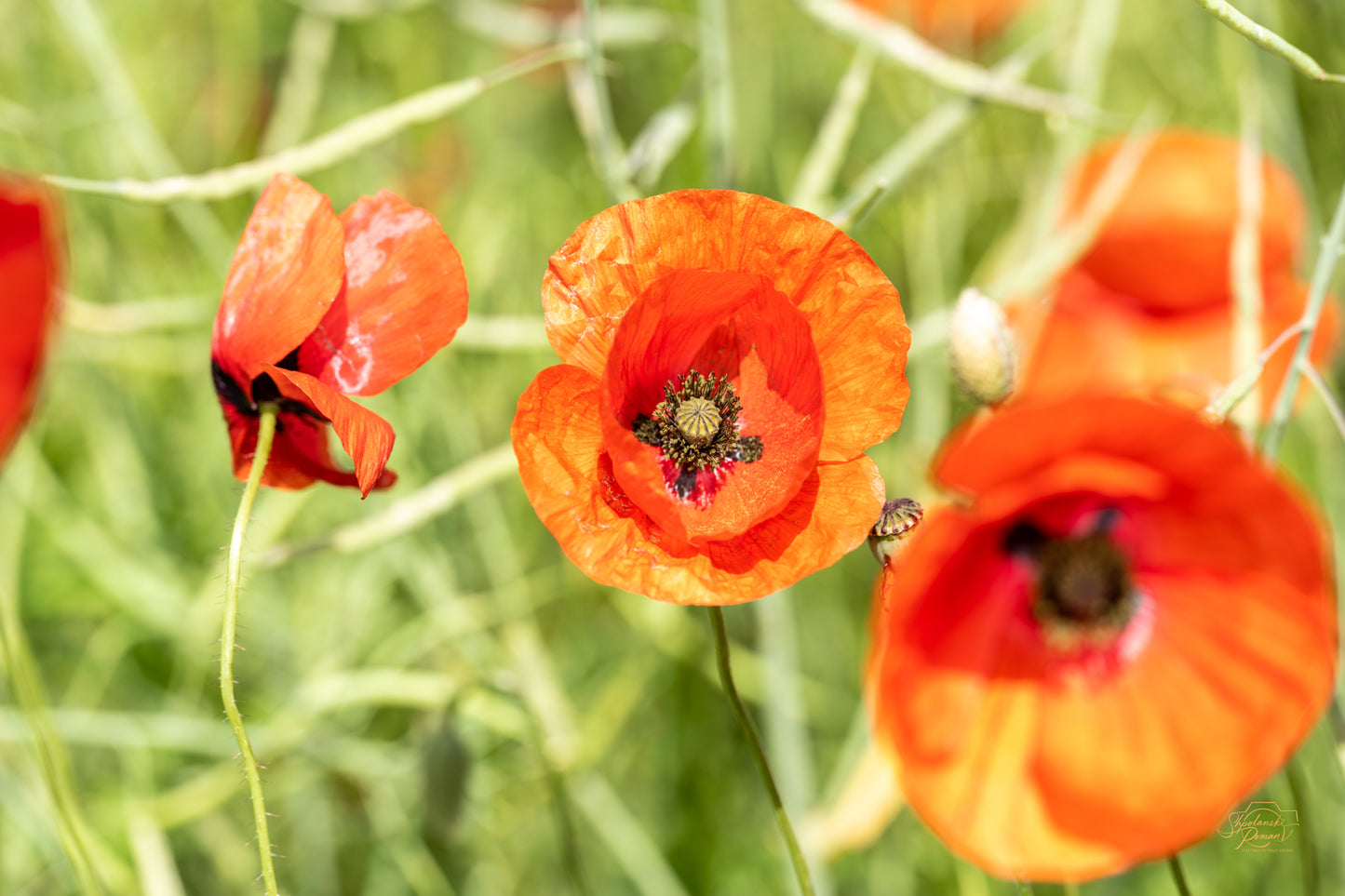 Poppy Field — Edition III