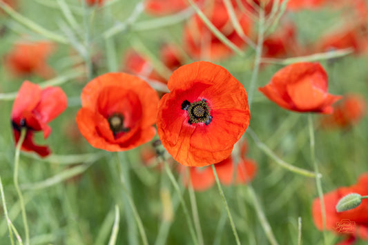 Poppy Trio