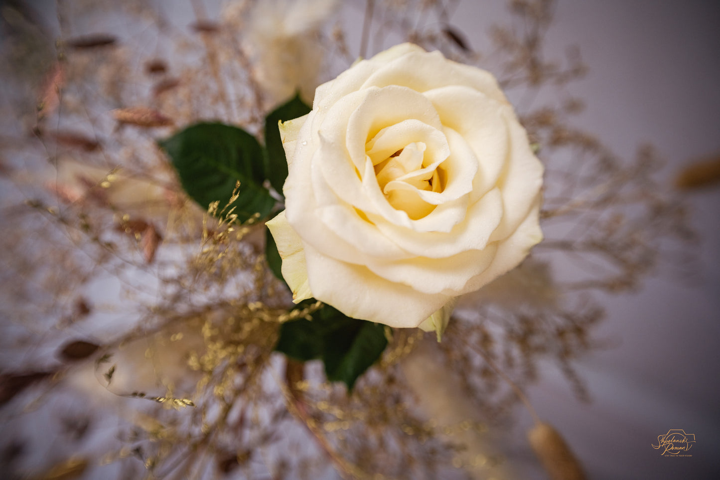 White Rose — Edition IV