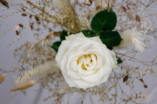 White Rose — Edition II