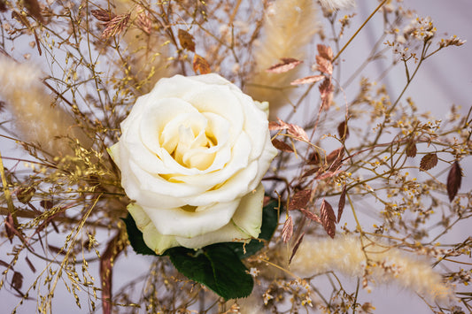 White Rose — Edition III