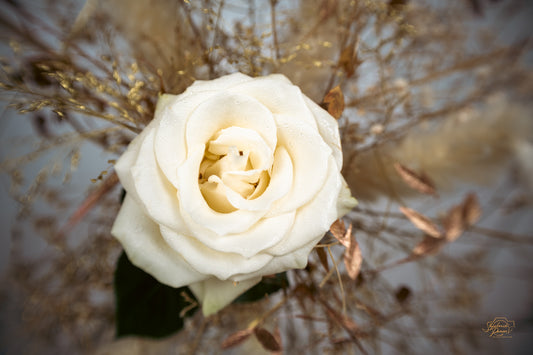 White Rose — Edition I