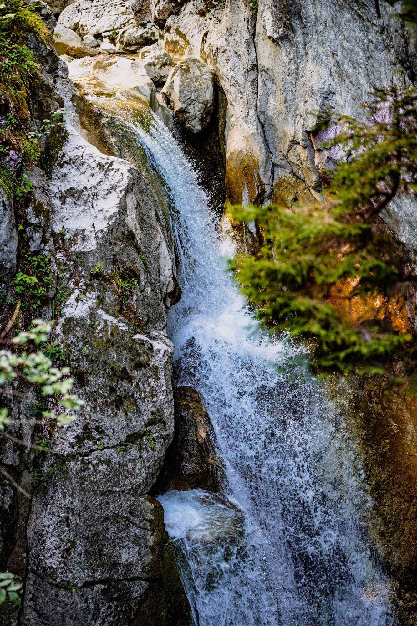 Forest Stream I