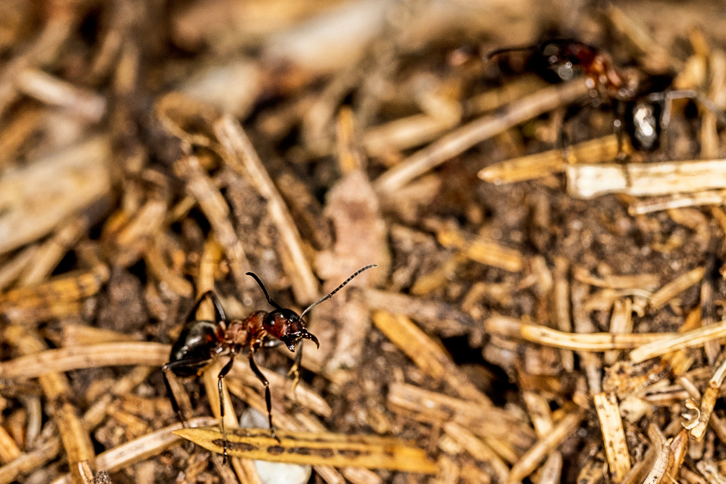 Curious Antics, An Ant's Curiosity.