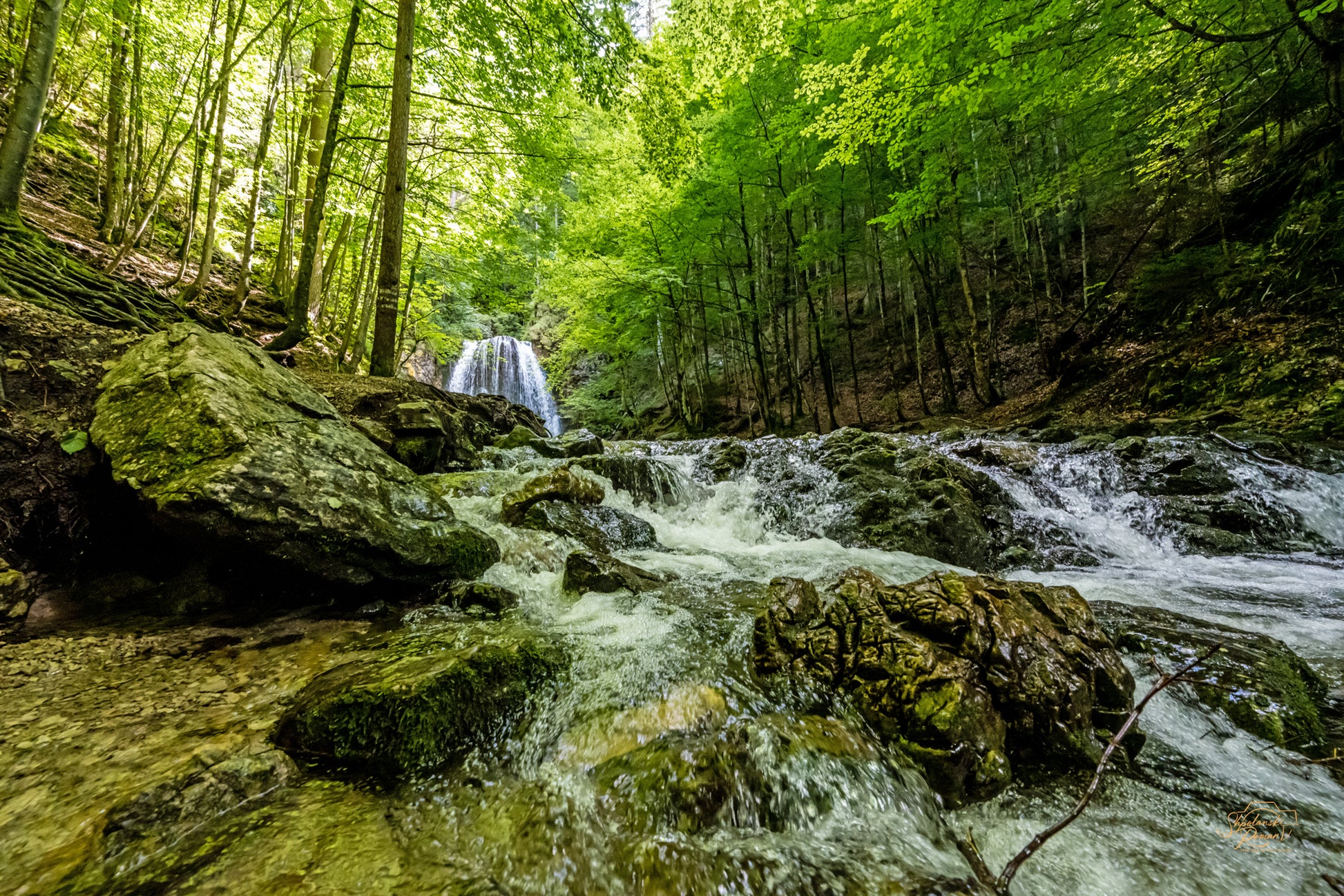A clear forest stream over mossy stones