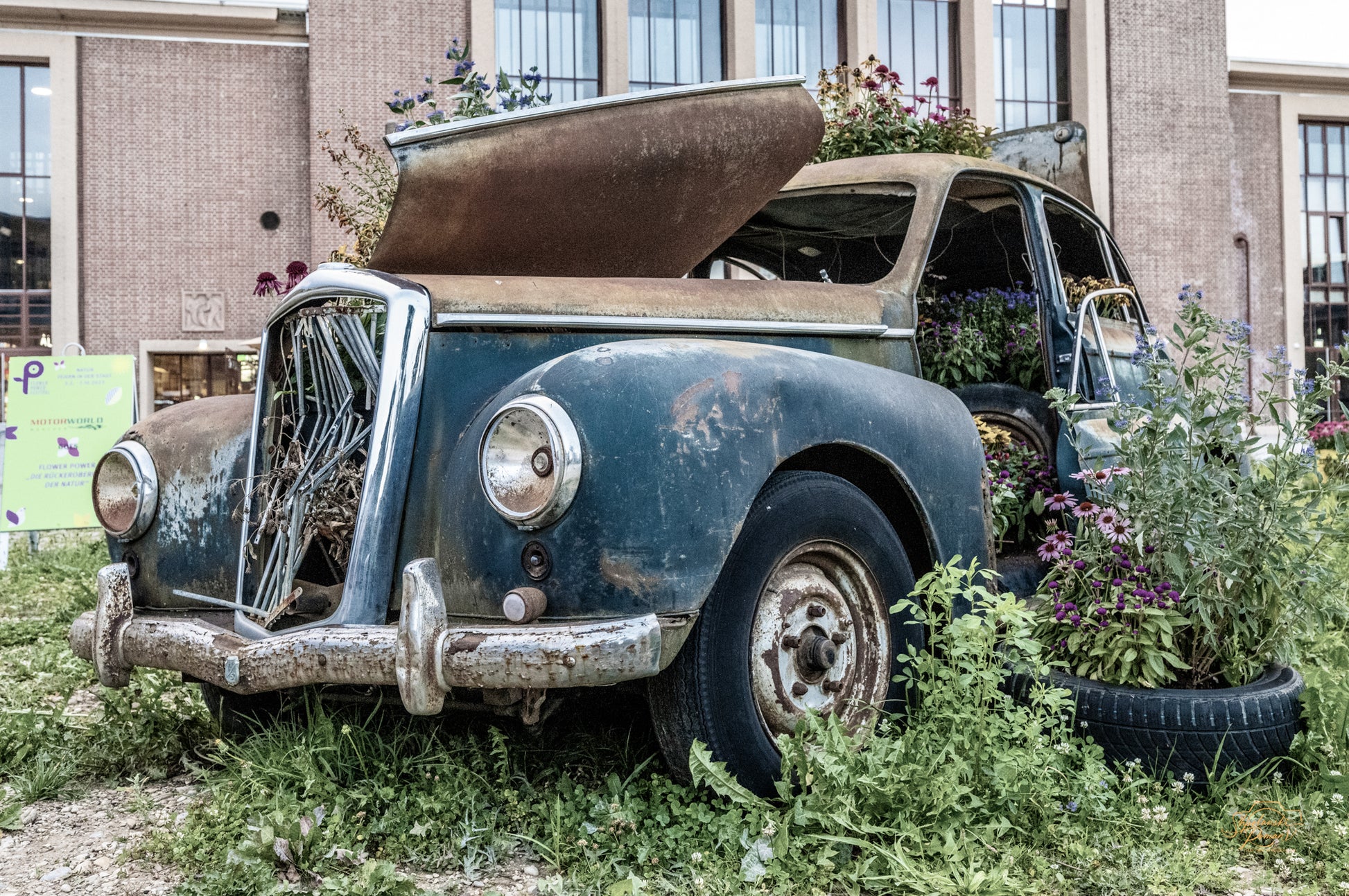 A vintage cabriolet car among greenery