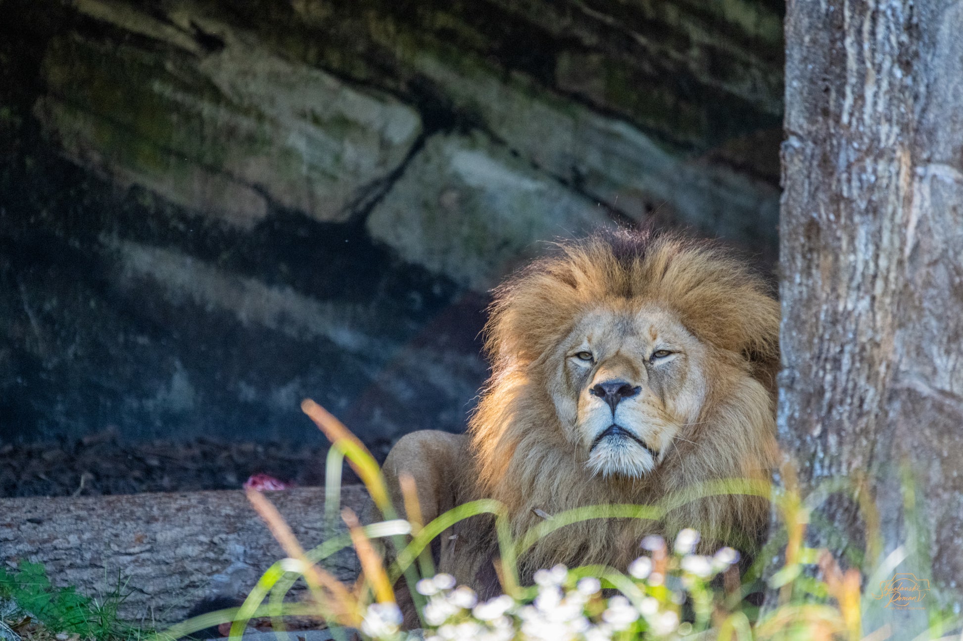 Close-up portrait of a lion
