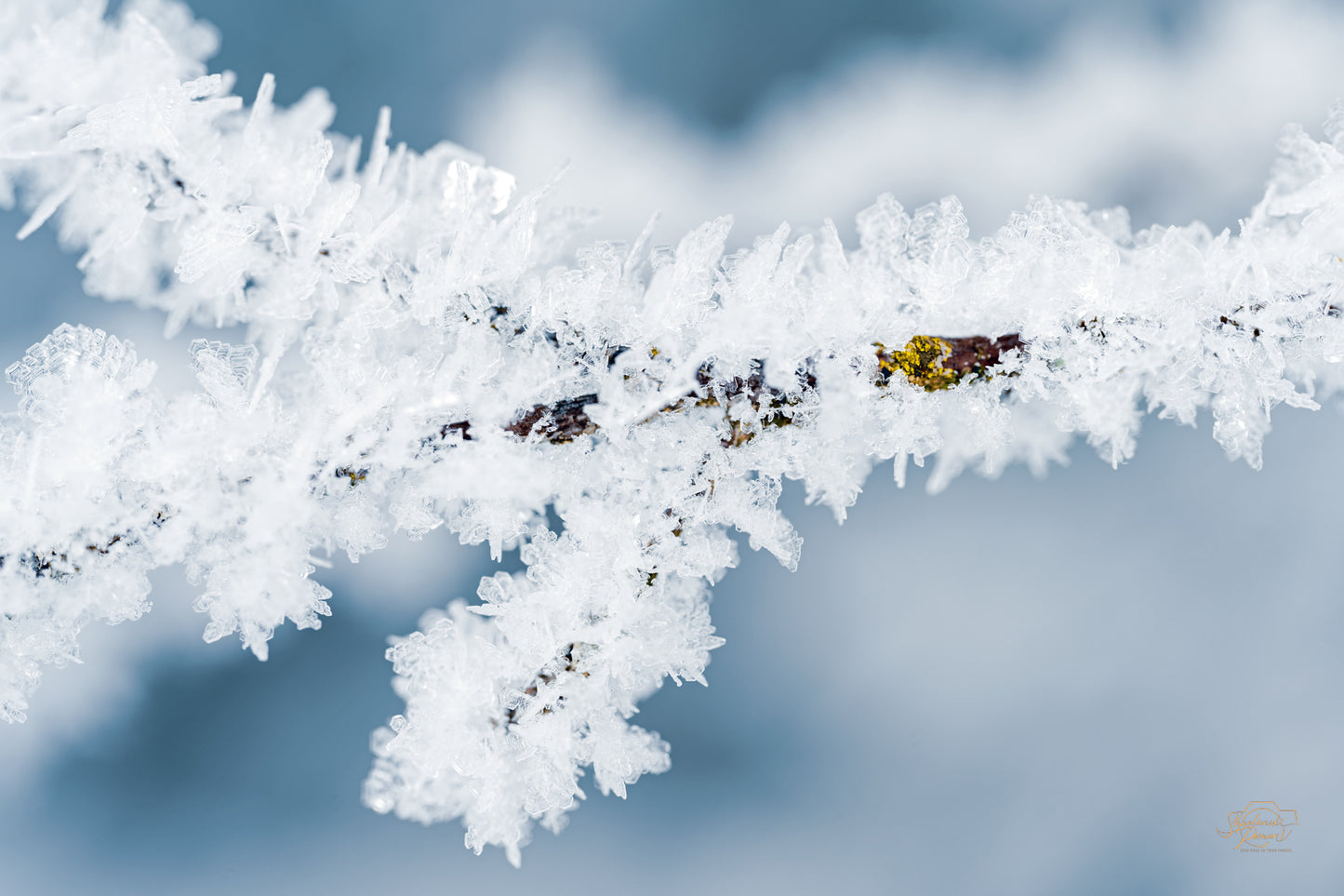 Hoarfrost I