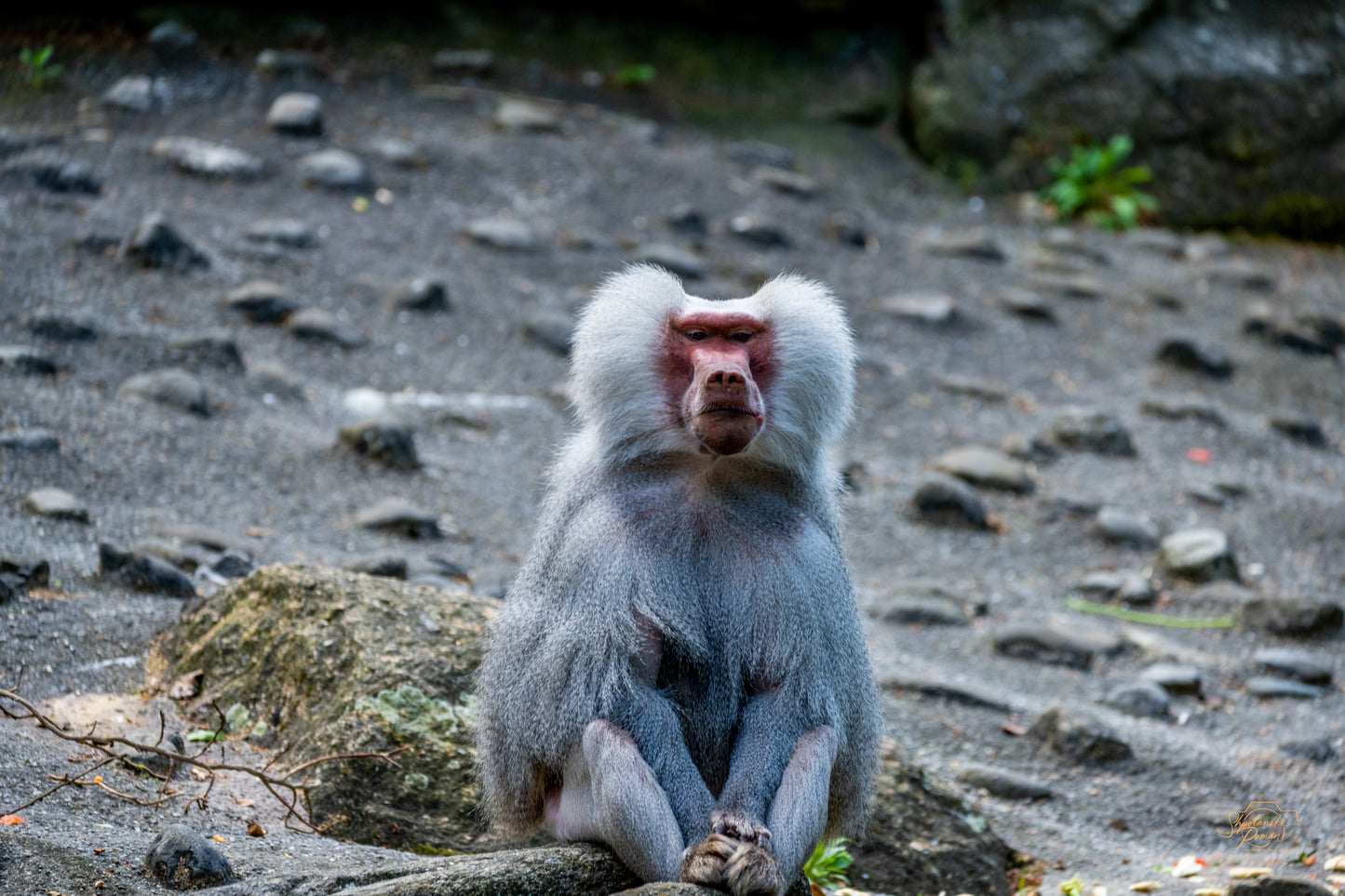 A Barbary macaque sitting among stones